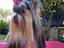 Immagine 6