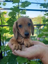 Cuccioli Bassotto nano