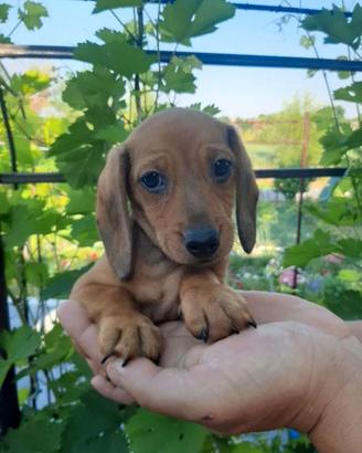 Cuccioli Bassotto nano