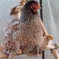 Pollastri 4-6 mesi razze varie