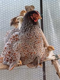 Pollastri 4-6 mesi razze varie