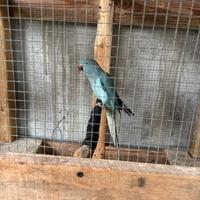 Parrocchietto dal collare blu pastello