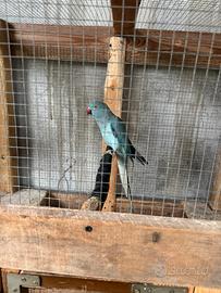 Parrocchietto dal collare blu pastello