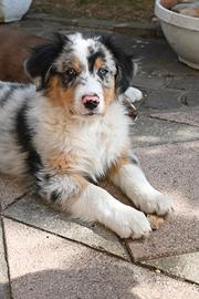 Cuccioli australian shepherd