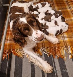 Cuccioli di springer spaniel con pedigree