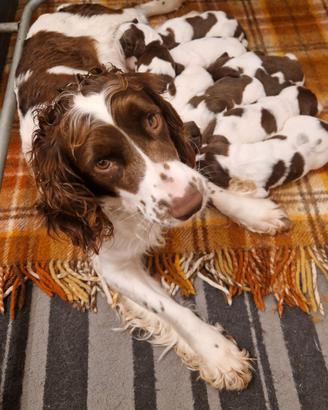Cuccioli di springer spaniel con pedigree