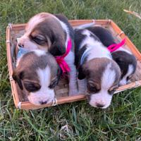 Cuccioli di Beagle tricolore