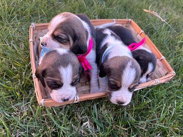 Cuccioli di Beagle tricolore