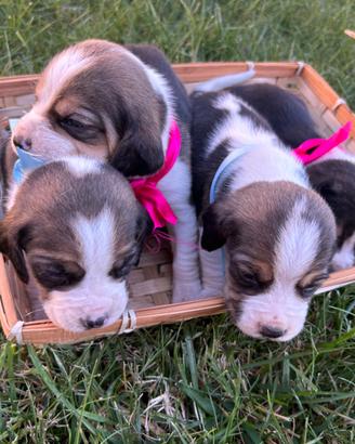 Cuccioli di Beagle tricolore