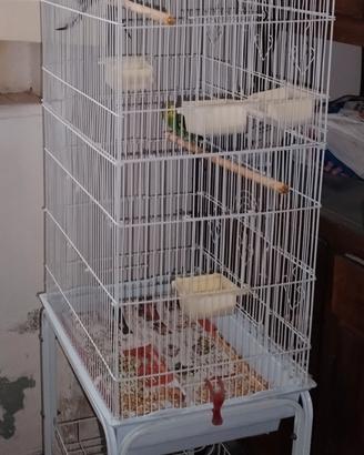 Pappagalli