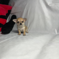 Hgdk chihuahua con pedigree mini Toy