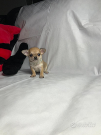Hgdk chihuahua con pedigree mini Toy