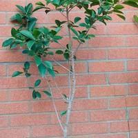 Pianta Ficus benjamin