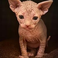 Canadian Sphynx- gatto nudo canadese maschio