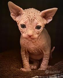 Canadian Sphynx- gatto nudo canadese maschio