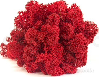 Lichene rosso stabilizzato per composizioni