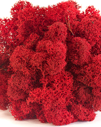 Lichene rosso stabilizzato per composizioni