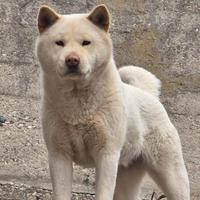 Akita Inu incrocio Pugsan coreano- femmina, 2 anni