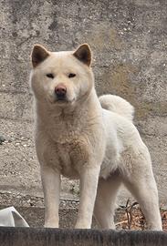 Akita Inu incrocio Pugsan coreano- femmina, 2 anni