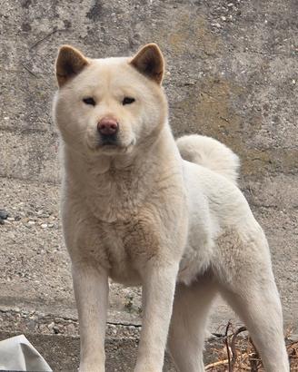 Akita Inu incrocio Pugsan coreano- femmina, 2 anni