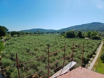 Oliveta