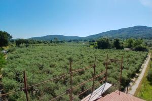 Oliveta
