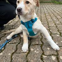 Cuccioli quattro mesi taglia media