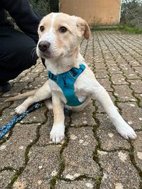 Cuccioli quattro mesi taglia media