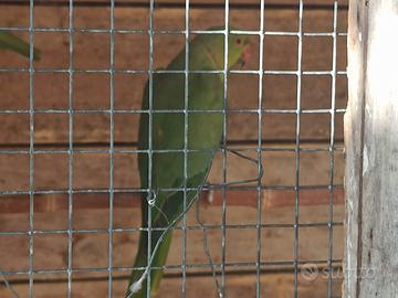 coppia pappagallo parrocchetto 