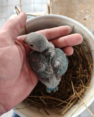 Inseparabile pappagallo