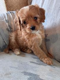 Cuccioli di cane CavaPoo