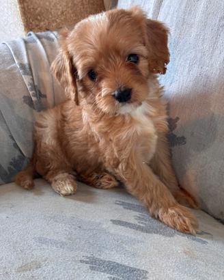 Cuccioli di cane CavaPoo
