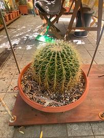 Piante