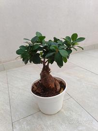 BONSAI GINSENG 