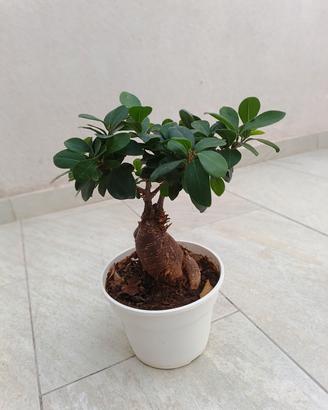 BONSAI GINSENG 