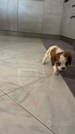 Cavalier king di 2 mesi maschio