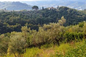 Comodato d'uso podere ad oliveto