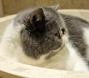 Gatto Persiano Exotic Shorthair
