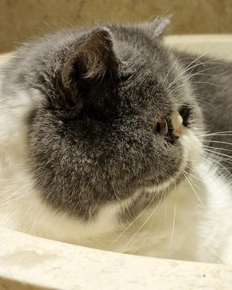 Gatto Persiano Exotic Shorthair