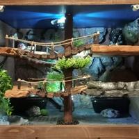 Teca Naturalistica a 3 piani per gechi leopardini