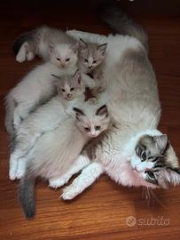 Cuccioli Ragdoll Udine