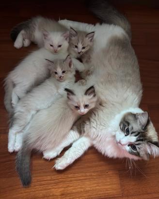 Cuccioli Ragdoll Udine