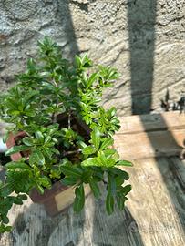 Bonsai cotonastro spedizione gratuita
