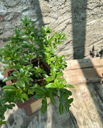 Bonsai cotonastro spedizione gratuita