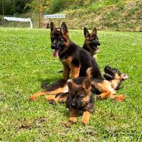 Cuccioli Pastore Tedesco