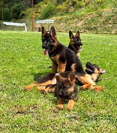 Cuccioli Pastore Tedesco