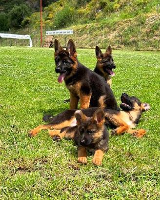 Cuccioli Pastore Tedesco