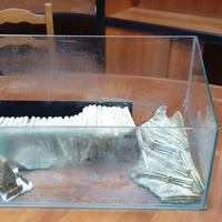 teca in vetro per animali 