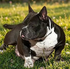 American Bully Femmina Micro Size Blu