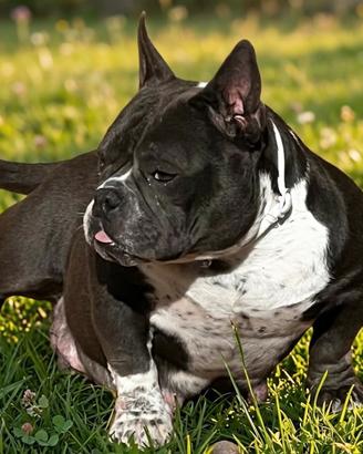American Bully Femmina Micro Size Blu